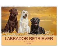 Labrador Retriever - Ein Freund für´s Leben (Wandkalender 2026 DIN A2 quer), CALVENDO Monatskalender: In 13 wunderschönen Fotos stellt die ... Starick diese liebenswerte Hunderasse vor.