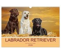 Labrador Retriever - Ein Freund für´s Leben (Wandkalender 2026 DIN A3 quer), CALVENDO Monatskalender: In 13 wunderschönen Fotos stellt die ... Starick diese liebenswerte Hunderasse vor.