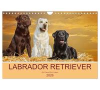 Labrador Retriever - Ein Freund für´s Leben (Wandkalender 2026 DIN A4 quer), CALVENDO Monatskalender: In 13 wunderschönen Fotos stellt die ... Starick diese liebenswerte Hunderasse vor.
