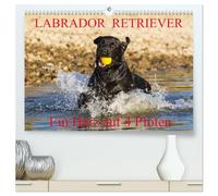 Labrador Retriever - ein Herz auf 4 Pfoten (hochwertiger Premium Wandkalender 2026 DIN A2 quer), Kunstdruck in Hochglanz: Eine der beliebtesten ... Action auf 13 hinreißenden Kalenderblättern