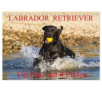 Labrador Retriever - ein Herz auf 4 Pfoten (Tischkalender 2026 DIN A5 quer), CALVENDO Monatskalender: Eine der beliebtesten Hunderassen in Porträt und Action auf 13 hinreißenden Kalenderblättern