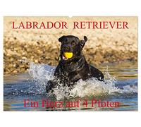 Labrador Retriever - ein Herz auf 4 Pfoten (Wandkalender 2026 DIN A2 quer), CALVENDO Monatskalender: Eine der beliebtesten Hunderassen in Porträt und Action auf 13 hinreißenden Kalenderblättern