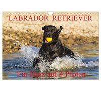 Labrador Retriever - ein Herz auf 4 Pfoten (Wandkalender 2026 DIN A4 quer), CALVENDO Monatskalender: Eine der beliebtesten Hunderassen in Porträt und Action auf 13 hinreißenden Kalenderblättern