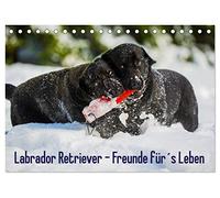 Labrador Retriever - Freunde für´s Leben (Tischkalender 2026 DIN A5 quer), CALVENDO Monatskalender: Labrador Retriever - die seit Jahren wohl beliebteste Hunderasse, auf 13 zauberhaften Fotos