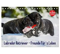 Labrador Retriever - Freunde für´s Leben (Tischkalender 2026 DIN A5 quer), CALVENDO Monatskalender: Labrador Retriever - die seit Jahren wohl beliebteste Hunderasse, auf 13 zauberhaften Fotos
