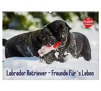Labrador Retriever - Freunde für´s Leben (Wandkalender 2026 DIN A2 quer), CALVENDO Monatskalender: Labrador Retriever - die seit Jahren wohl beliebteste Hunderasse, auf 13 zauberhaften Fotos