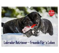 Labrador Retriever - Freunde für´s Leben (Wandkalender 2026 DIN A3 quer), CALVENDO Monatskalender: Labrador Retriever - die seit Jahren wohl beliebteste Hunderasse, auf 13 zauberhaften Fotos