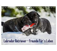 Labrador Retriever - Freunde für´s Leben (Wandkalender 2026 DIN A4 quer), CALVENDO Monatskalender: Labrador Retriever - die seit Jahren wohl beliebteste Hunderasse, auf 13 zauberhaften Fotos