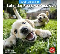 Labrador Retriever Puppies Calendar 2026: Twelve months of playful pups discovering the world