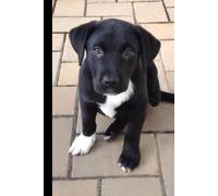 Labrador Retriever Puppy Journal: Diary, School Notebook, Record Vacation Activities, Logbook for Puppy's First Year