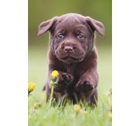 Labrador Retriever Puppy Journal: Hardcover, 6 x 9 Inches, 180 Pages, Blank Lined Notebook, Matte Finish. Dog and Animal Lover, Dogs and Puppies, Mental Wellness and Stress Management Journals