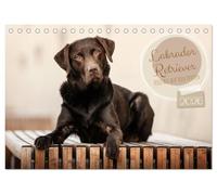 Labrador Retriever - Vielfalt auf Vier Pfoten (Tischkalender 2026 DIN A5 quer), CALVENDO Monatskalender: Der Labrador Retriever, Familienhund und Arbeitshund in seiner ganzen Vielfalt.