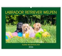 Labrador Retriever Welpen - Kleine Weltentdecker (Wandkalender 2026 DIN A2 quer), CALVENDO Monatskalender: Entzückende Labrador Babys - fotografiert von der Tierfotografin Sigrid Starick