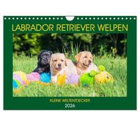Labrador Retriever Welpen - Kleine Weltentdecker (Wandkalender 2026 DIN A4 quer), CALVENDO Monatskalender: Entzückende Labrador Babys - fotografiert von der Tierfotografin Sigrid Starick