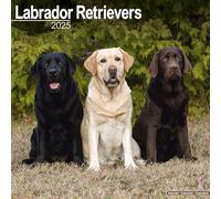 Labrador Retrievers (Mixed) Calendar 2025 Square Dog Breed Wall Calendar - 16 Month