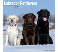 Labrador Retrievers (Mixed) Calendar 2026 Square Dog Breed Wall Calendar - 16 Month