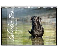 Labrador Trio - 3 Farben, 3 Freunde (Wandkalender 2026 DIN A3 quer), CALVENDO Monatskalender: Draußen in der Natur, 3 Hunde