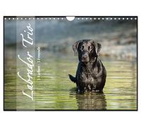 Labrador Trio - 3 Farben, 3 Freunde (Wandkalender 2026 DIN A4 quer), CALVENDO Monatskalender: Draußen in der Natur, 3 Hunde