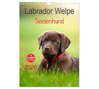 Labrador Welpe - Perro de alma, calendario de pared 2026, DIN A4 alto, CALVENDO calendario mensual: cachorro de chocolate labrador, 9 semanas de edad (CALVENDO animales)