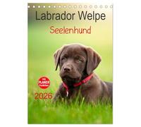 Labrador Welpe - Seelenhund (calendario de mesa 2026 DIN A5 alto), CALVENDO calendario mensual: cachorro de chocolate labrador, 9 semanas de edad (CALVENDO animales)