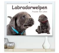 Labradorwelpen - Freunde fürs Leben (hochwertiger Premium Wandkalender 2026 DIN A2 quer), Kunstdruck in Hochglanz: Lustige Hundebabys, die Hundeliebhabern das ganze Jahr über Freude bereiten