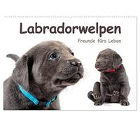 Labradorwelpen - Freunde fürs Leben (Wandkalender 2026 DIN A2 quer), CALVENDO Monatskalender: Lustige Hundebabys, die Hundeliebhabern das ganze Jahr über Freude bereiten