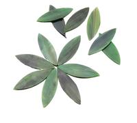 ladrillos de cristal mosaico de vidrio, Leaf Shaped Mosaic Tiles Stained Glass DIY Art Supplies Multicolor Multiple Sizes 35 Pcs(Light Blue)