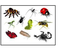 Ladybird Ladybug Collection (Tatuajes temporales de mariquita, insectos, 3D)