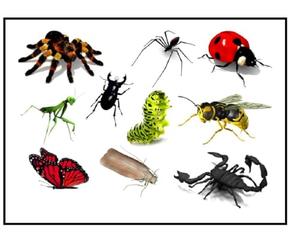 Ladybird Ladybug Collection (Tatuajes temporales de mariquita, insectos, 3D)