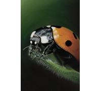 Ladybird Notebook / Journal A5 (approx) hardback with artwork by Sally Sturgess: 160 lined pages, glossy hard cover, perfect gift for ladybird lovers. Supports a UK artist