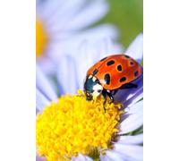 Ladybug sitting on a Daisy Gratitude Journal: 6 x 9 hardcover 100 lined pages notebook for self reflection