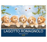 Lagotto Romagnolo - Bilder aus der Kinderstube (Wandkalender 2026 DIN A2 quer), CALVENDO Monatskalender: 13 entzückende Fotos von Lagotto-Welpen begleiten Liebhaber der Rasse durch das Jahr