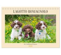 Lagotto Romagnolo - der Trüffelhund Italiens (Tischkalender 2026 DIN A5 quer), CALVENDO Monatskalender: 13 traumhafte Fotos von kleinen und großen Lagotti begleiten Liebhaber der Rasse durch das Jahr
