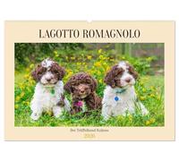 Lagotto Romagnolo - der Trüffelhund Italiens (Wandkalender 2026 DIN A2 quer), CALVENDO Monatskalender: 13 traumhafte Fotos von kleinen und großen Lagotti begleiten Liebhaber der Rasse durch das Jahr