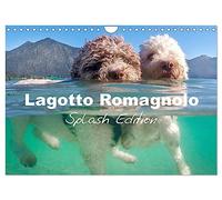 Lagotto Romagnolo Splash Edition (Wall Calendar 2026 DIN A4 landscape), CALVENDO 12 Month Wall Calendar: Unique impressions of the Lagotto Romagnolo, a breed that adores water