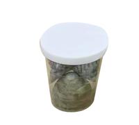 Laikoutd Conjunto De Artesanía Conchas Marinas Materiales Artesanales Conchas Adecuados para La Fabricación Joyas Accesorios Y Diseños Decoraciones Artísticas para Hogar Conjunto Artesanía