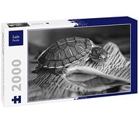 Lais Puzzle Pequeña Tortuga sobre Piedra marrón en Blanco y Negro 2000 Piezas