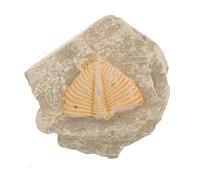 LALADEFIEE Muestra Natural de Fósiles de Trilobites Forma Aleatoria, Decoración Educativa para Estudiantes Que Enriquece Conocimientos y Desarrolla Creatividad en Fiestas