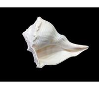 Lalit Kishori Shankh Vamavarti Dattatreya - Blanco auténtico soplando fuerte y grande | Shankhnaad Laxmi Narayan Pooja Shankh para rituales hindúes y culto (blanco, diseño 26)