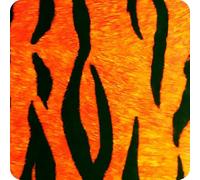 Lámina de hidroimpresión Film Water Transfer Printing hidrografía hydrographics Kit hydrodipping Piel de Tigre Medidas: Ancho: 50cm. Largo: 400cm (HPA-063)