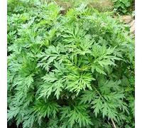 lamphle 100 Unids/Bolsa Semillas de Ajenjo Demanda de Humedad Cultivos Naturales Patio Semillas de Ajenjo Flor Frutal Árbol Semillas Vegetales Semilla