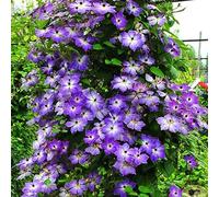 lamphle 100 Unids Clematis Climbing Vine Seeds Flower Plant Home Office Ornament Decoración Semillas para Plantar Jardín Morado Oscuro