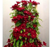 lamphle 100 Unids Clematis Climbing Vine Seeds Flower Plant Home Office Ornament Decoración Semillas para Plantar Jardín Rojo