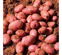 lamphle 100 Unids Piel Roja Semillas de Patata Jardín Nutritivo Delicioso Vegetal Planta de Granja Flor Árbol Frutal Semillas de Vegetales Semillas de Patata