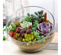 lamphle 100 Unids Planta RARA Mixta Lithops Jardín Exótico Semillas Suculentas Decoración En Maceta para Plantar Jardín