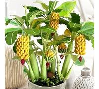 lamphle 100 Unids Semillas de Árbol de Plátano Enano Mini Bonsai Fruit Exotic Home Garden Office Semillas de Plantas para Plantar Jardín Semillas de plátano
