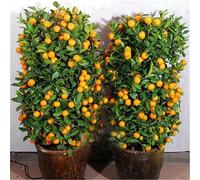 lamphle 30 Unids Delicioso Comestible Fruta Cítrica Jardín Mandarina Naranja Bonsai Semillas de Árbol para Plantar Jardín Semillas de Naranja