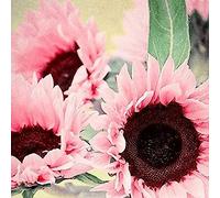 lamphle 50 Unids/Bolsa Semillas Naturales Gran Demanda de Agua Flor Rosa Semillas de Girasol Flor Árbol Frutal Semillas Vegetales Semillas de Girasol