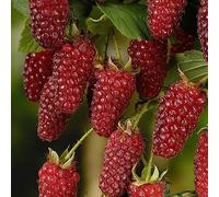 lamphle 50 Unids Deliciosas Semillas de Frutas de Frambuesa Roja Dulce Juicy Garden Yard Plant Tree Flower Fruit Tree Semillas de Vegetales 50 pcs Semillas de Frambuesa