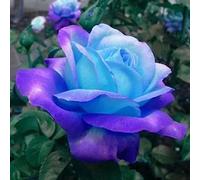 lamphle 50 Unids Rosa Azul Rosa Semillas Fragante Balcón Jardín Planta En Maceta Decoración del Hogar Flor Fruta Árbol Vegetal Semillas Semillas de Rosa Azul Rosa
